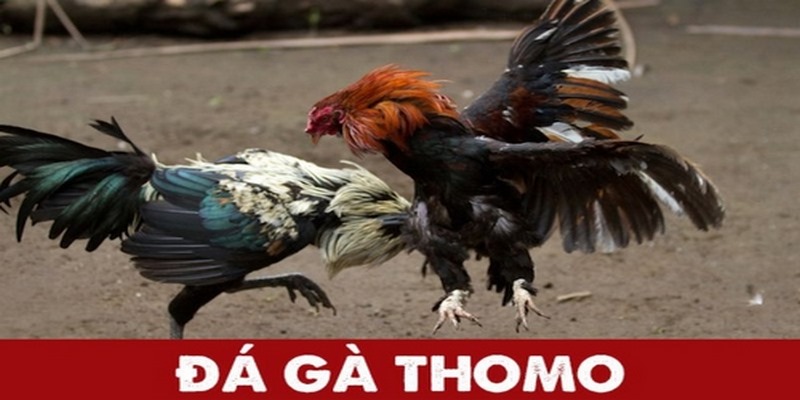 Các thể loại chơi đá gà Thomo phổ biến nhất